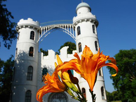 Blumen auf der Pfaueninsel