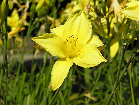 Planten un Blomen - Wiese am Parksee Foto 