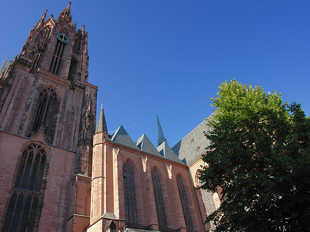 Fotos Kaiserdom St. Bartholomäus mit Baum