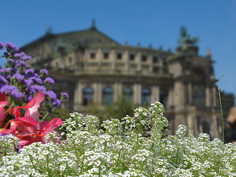 Fotos Semperoper mit Blumen