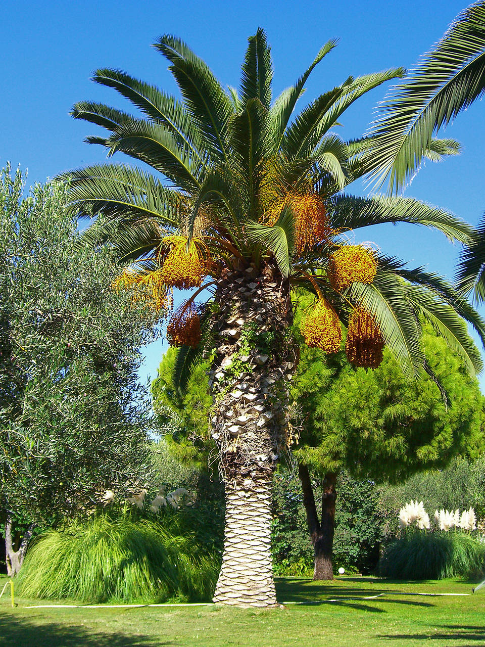 Fotos Eleftherias Park | Athen