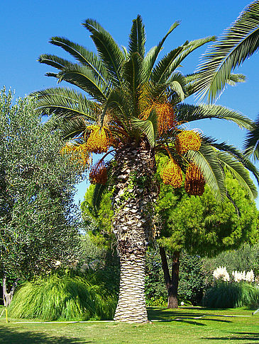 Eleftherias Park - Athen (Athen)